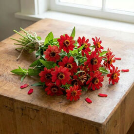 Cherry Profusion, Zinnia Seeds